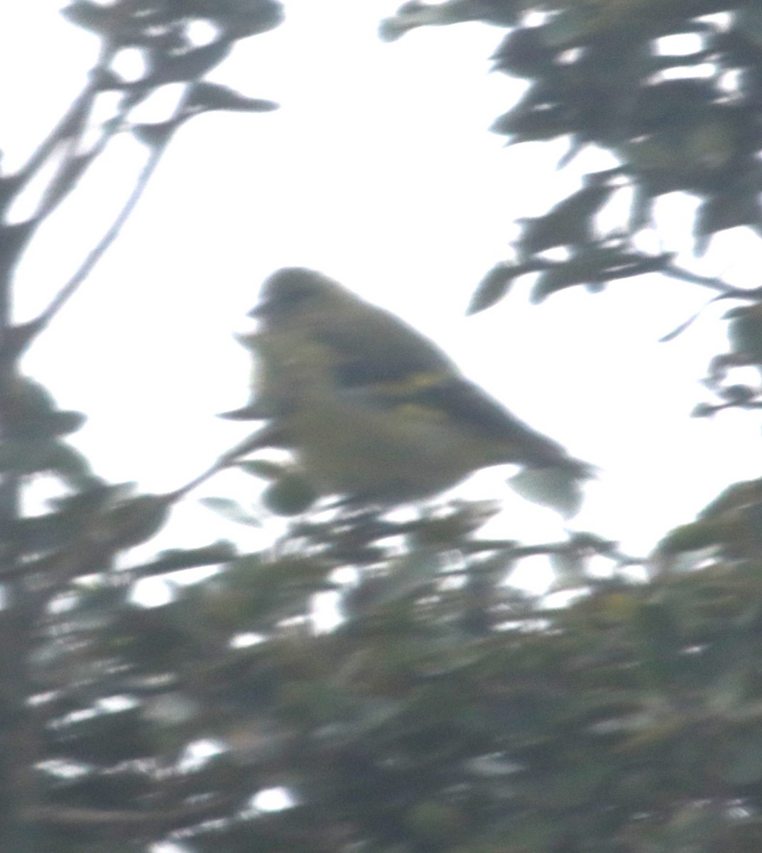 Andean Siskin - Ken McKenna