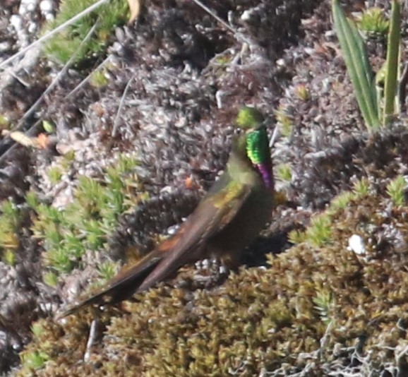 kolibřík hnědobrvý - ML616463585