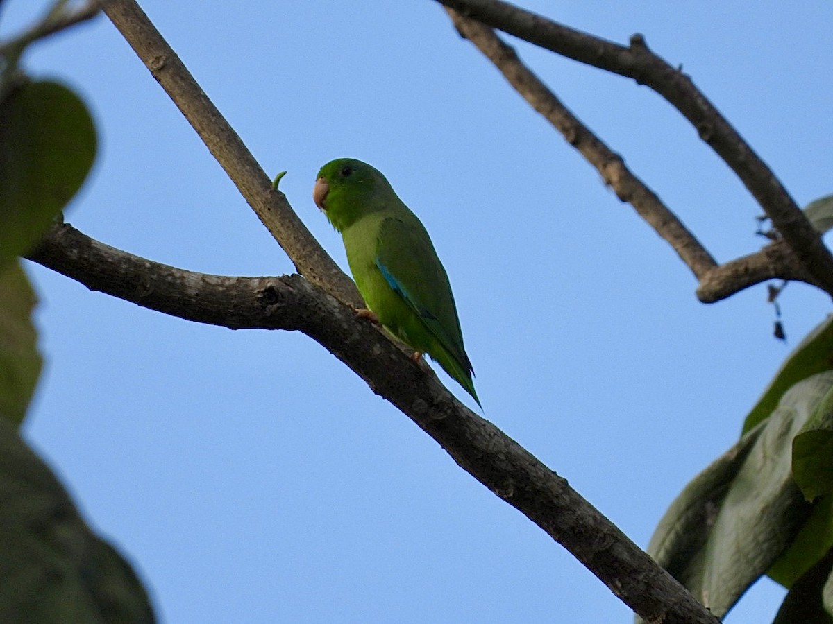 Зелёный воробьиный попугайчик - ML616463591