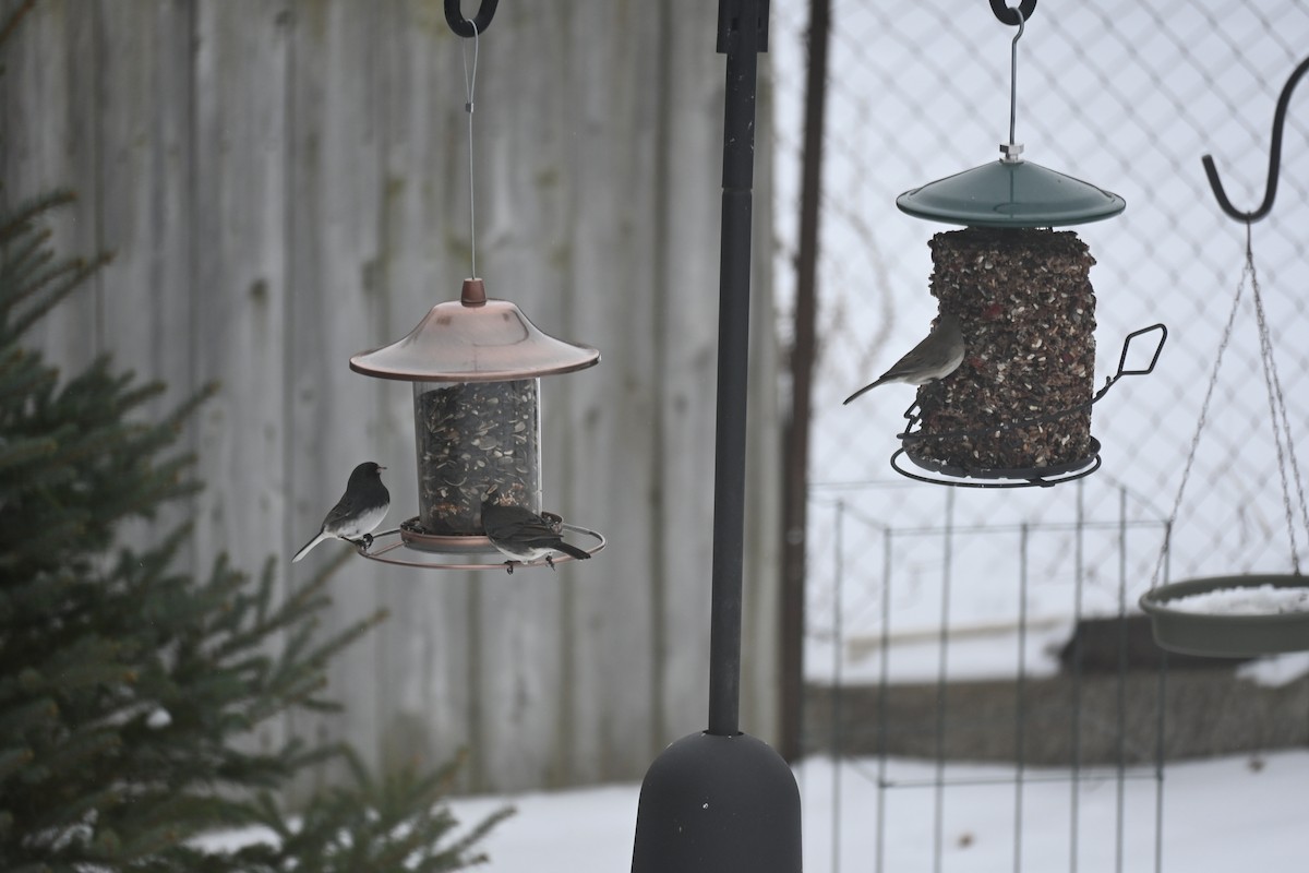 Dark-eyed Junco - ML616463603