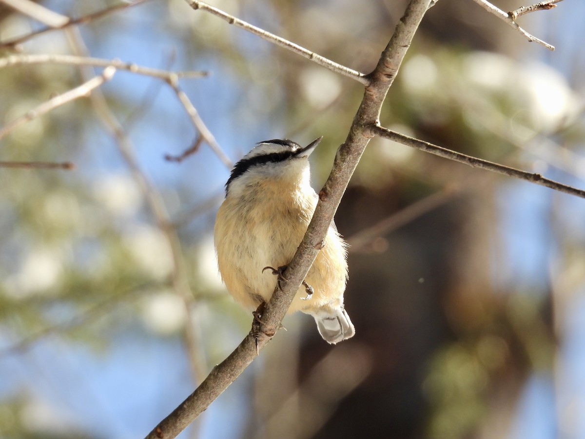 Red-breasted Nuthatch - ML616463626