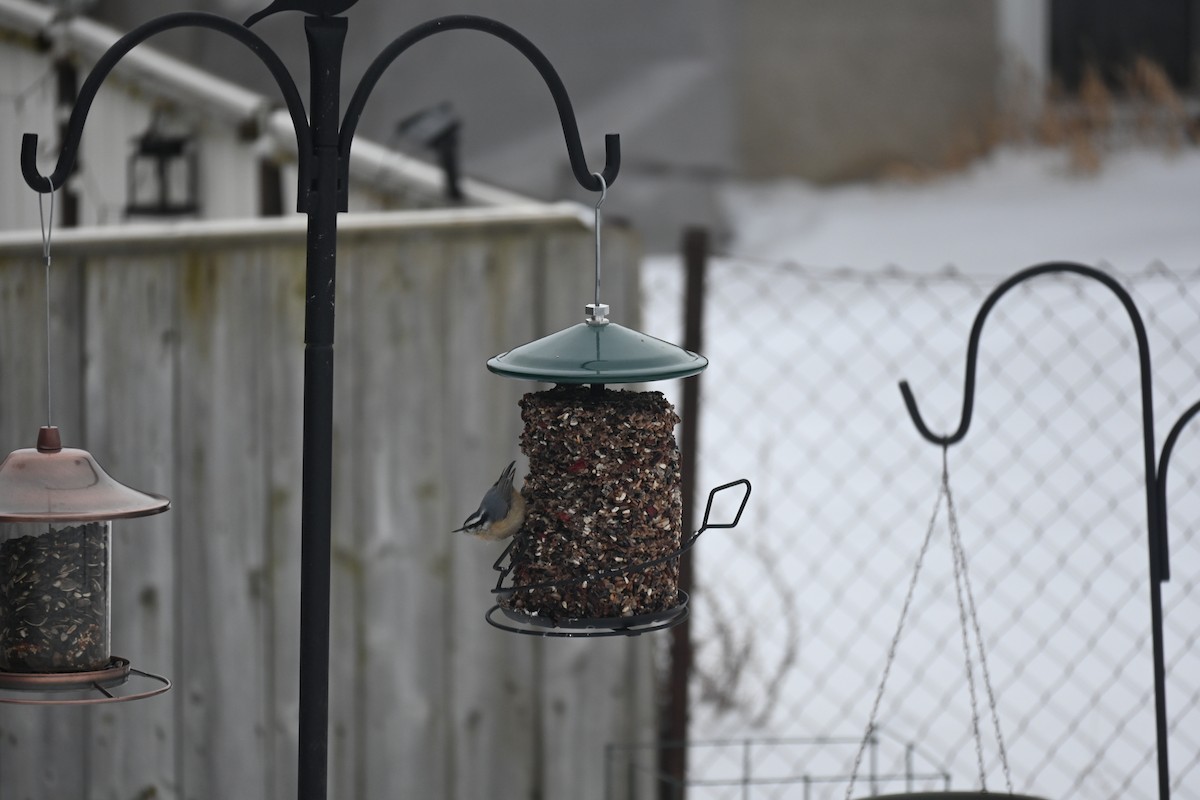 Red-breasted Nuthatch - ML616463638