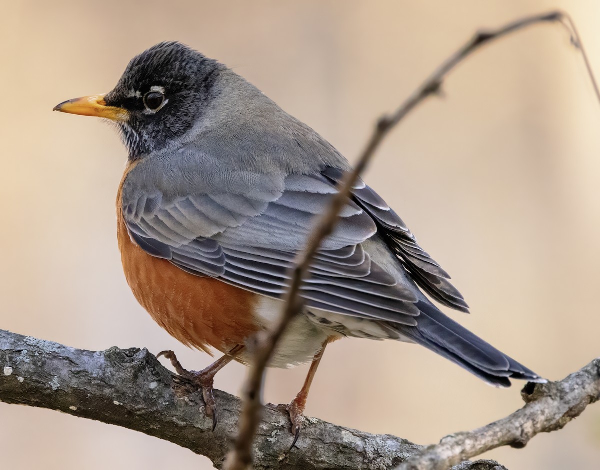 American Robin - ML616463641