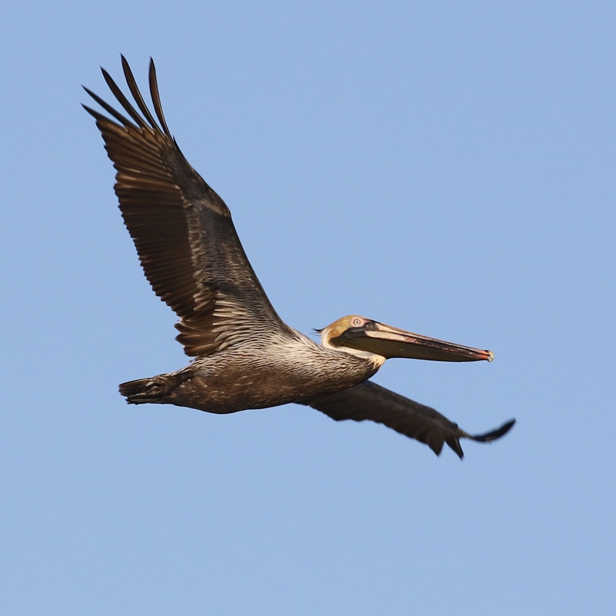 Brown Pelican - Meg Rousher