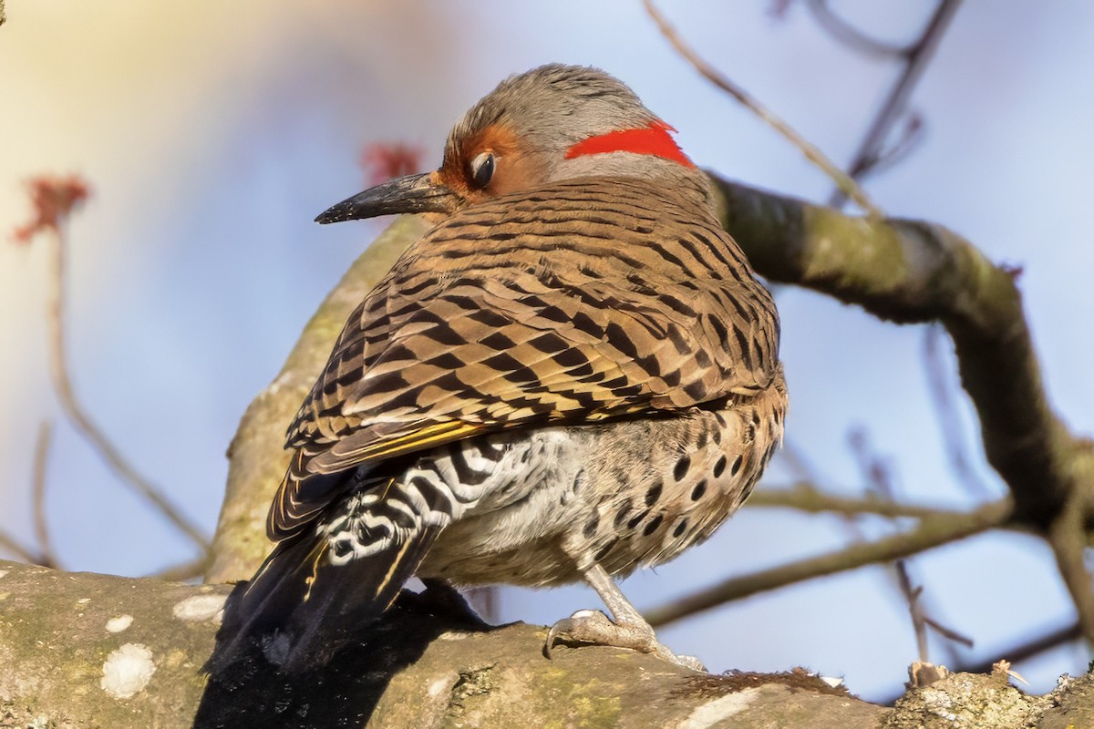 Northern Flicker - ML616463645