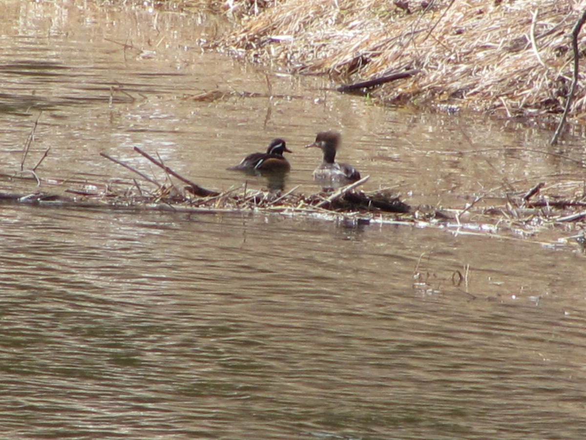 Hooded Merganser - ML616463655