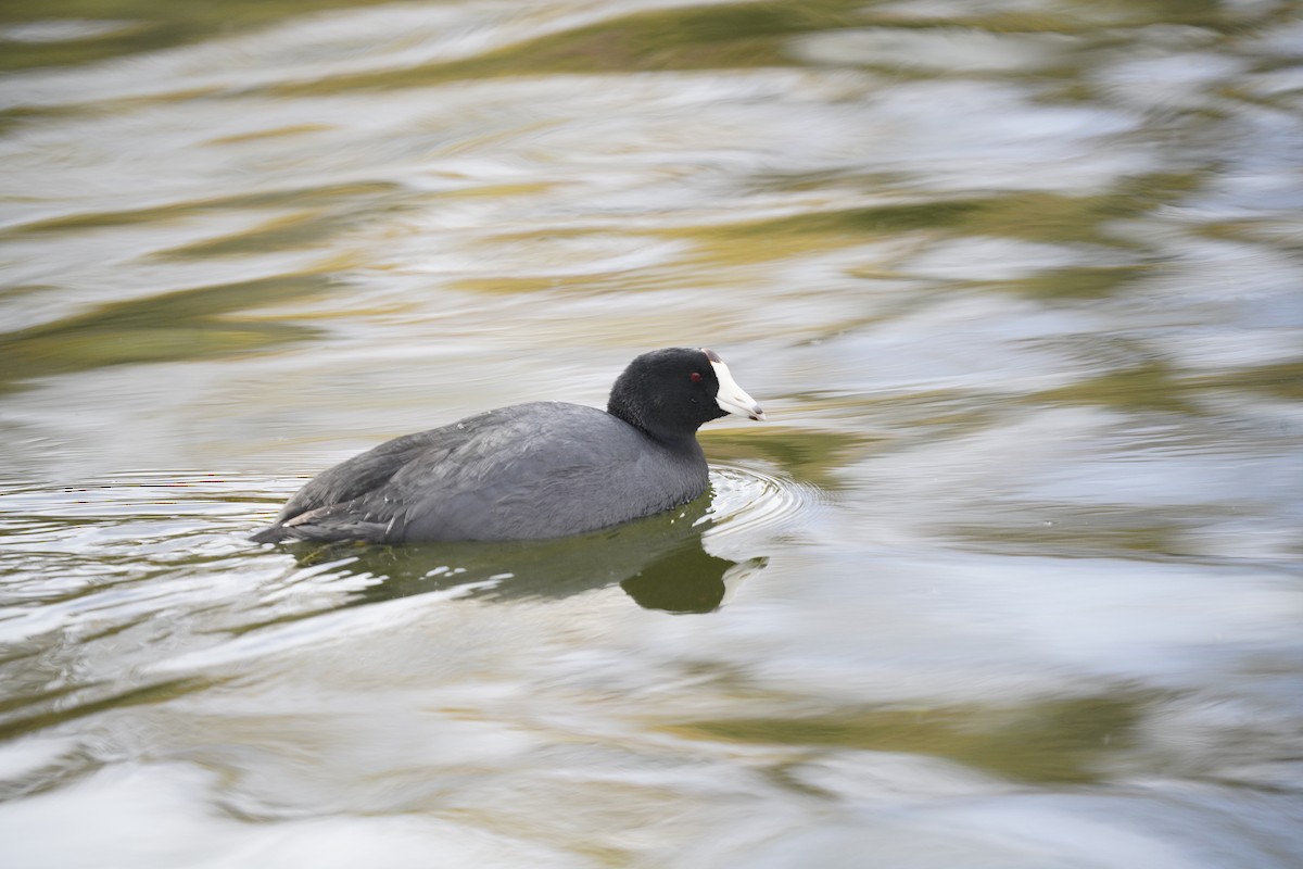 American Coot - ML616463660