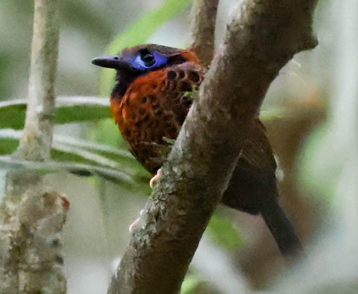 Ocellated Antbird - ML616463683