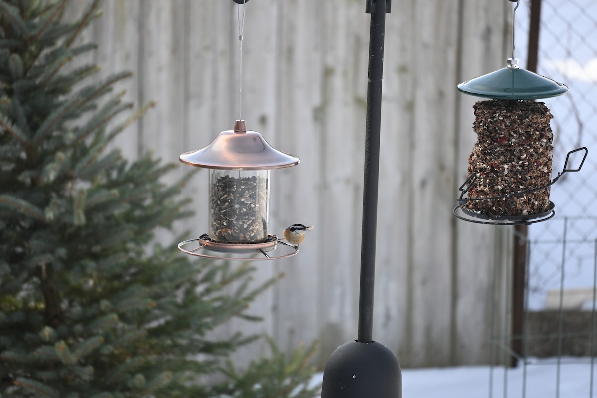 Red-breasted Nuthatch - ML616463708