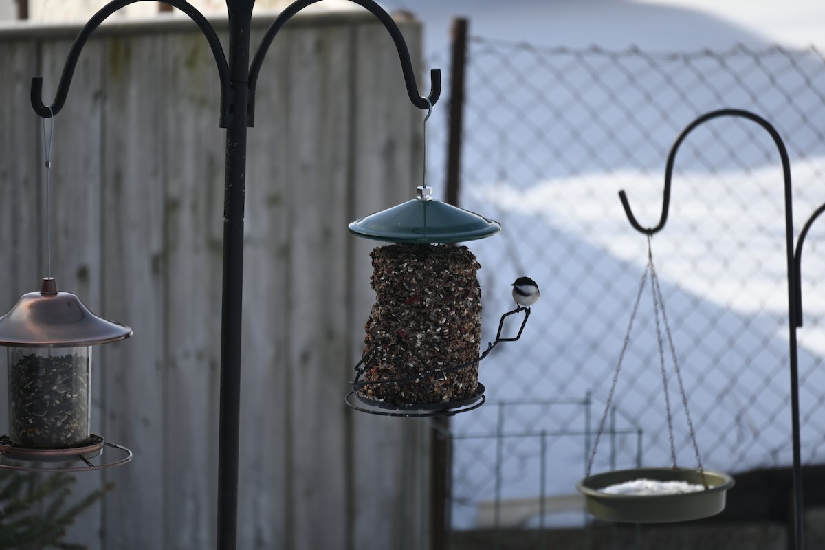 Black-capped Chickadee - ML616463711