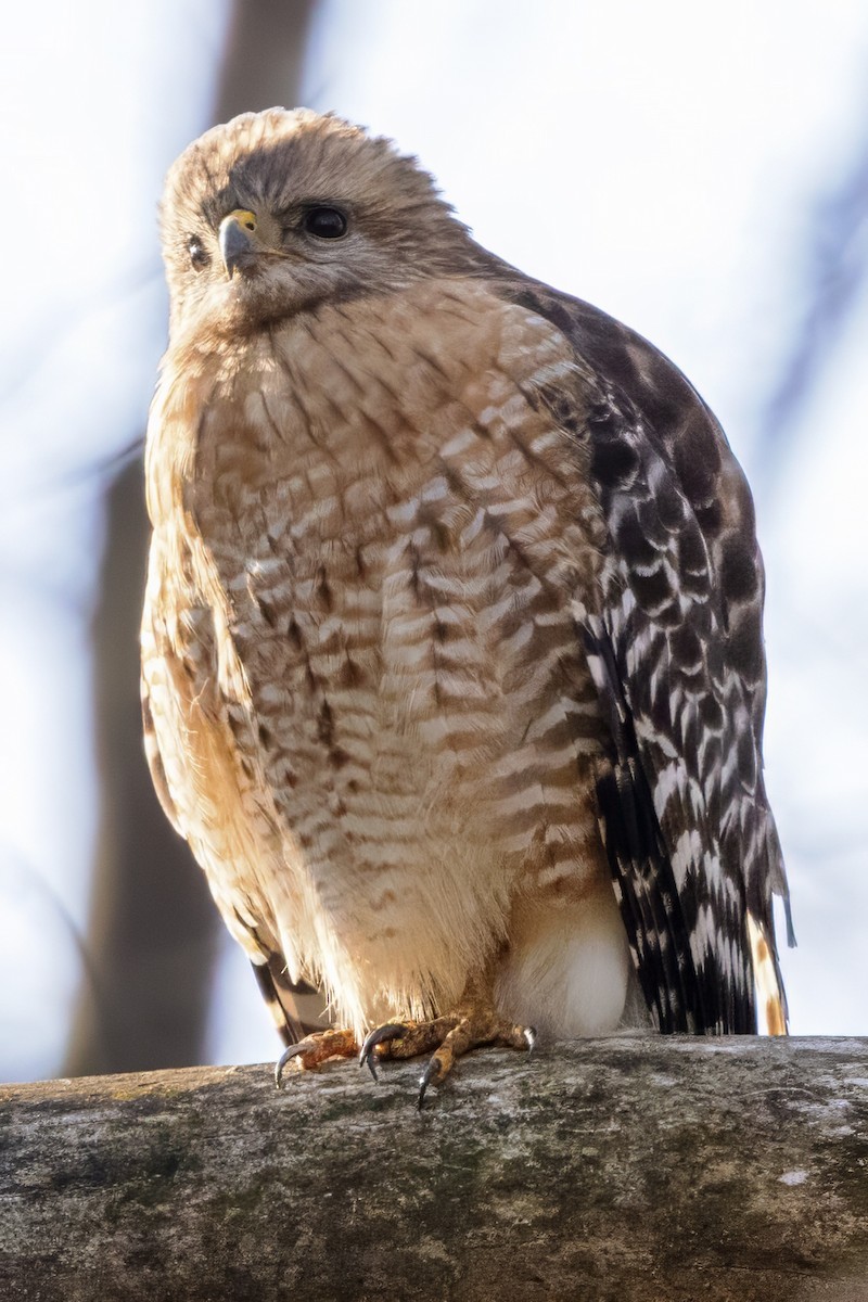 Red-shouldered Hawk - ML616463720
