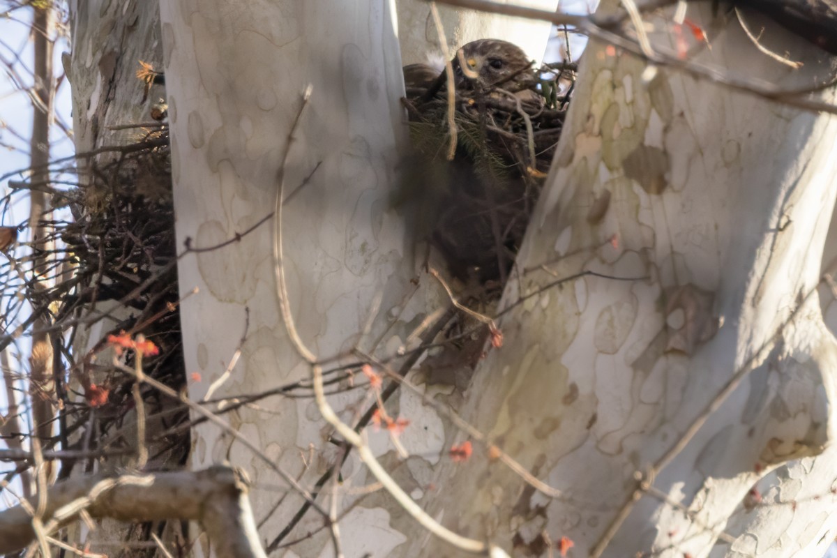 Red-shouldered Hawk - ML616463721