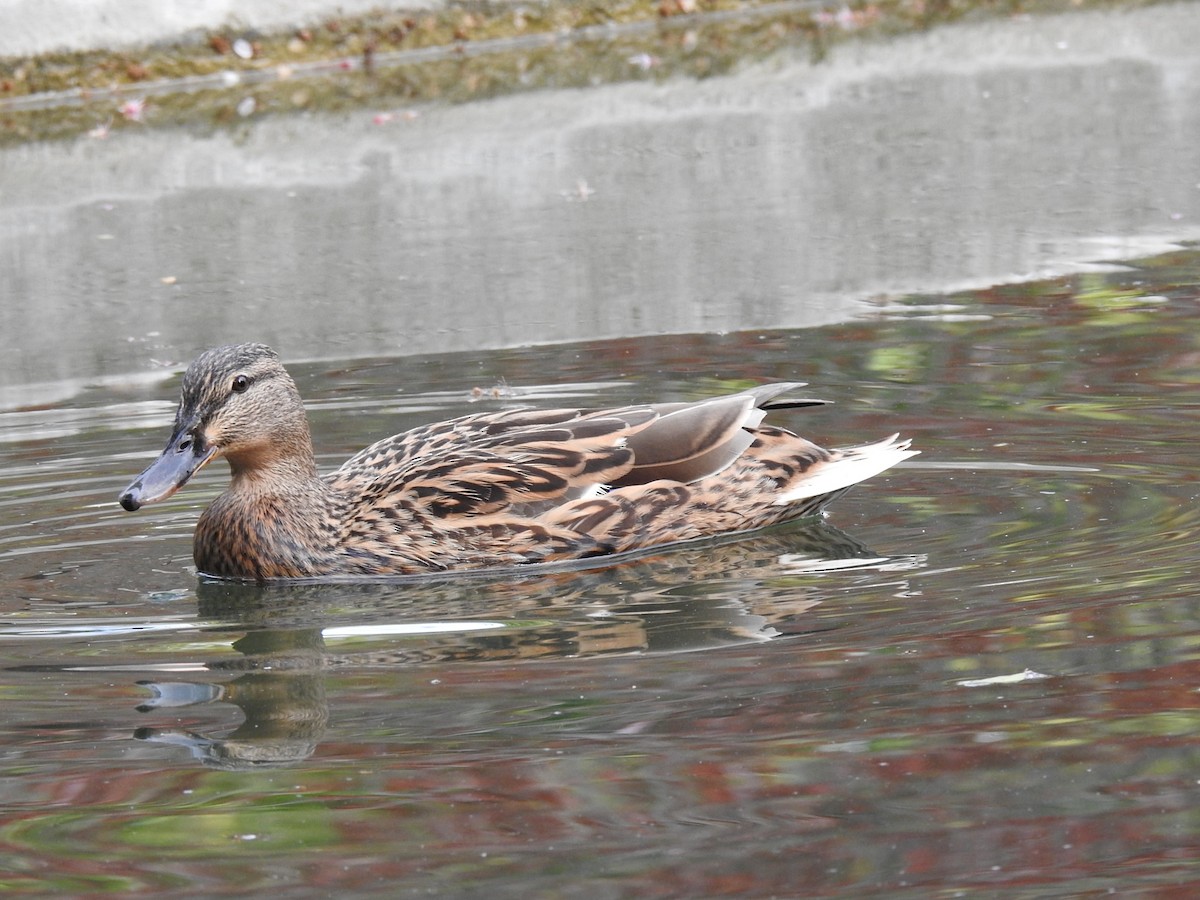 stokkand - ML616463728