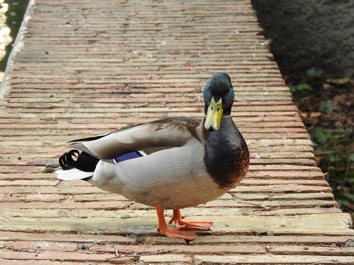 stokkand - ML616463729