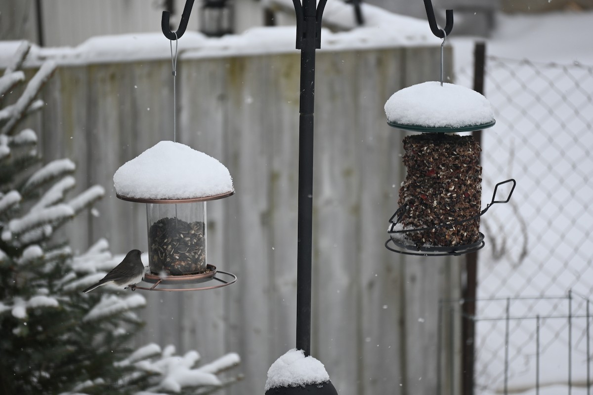 Dark-eyed Junco - ML616463771