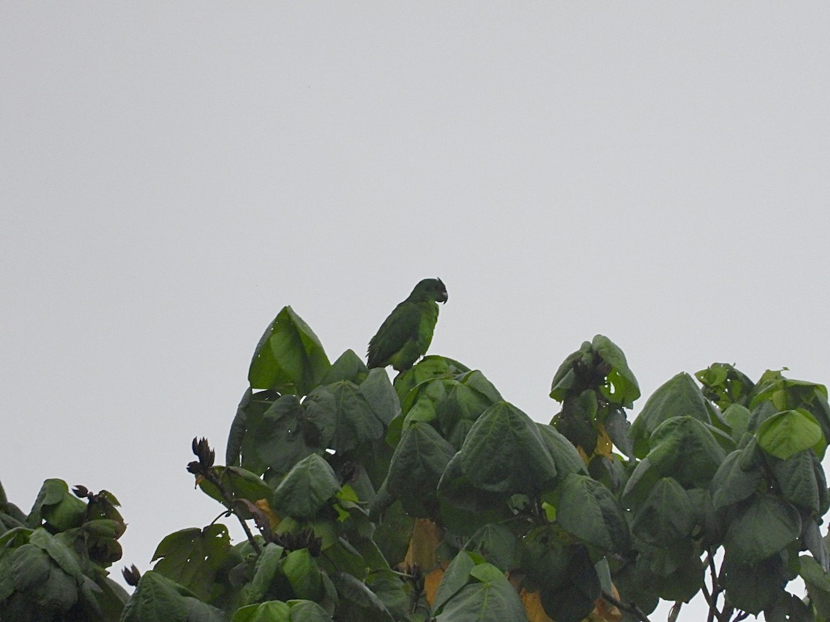 Black-billed Parrot - ML616463792