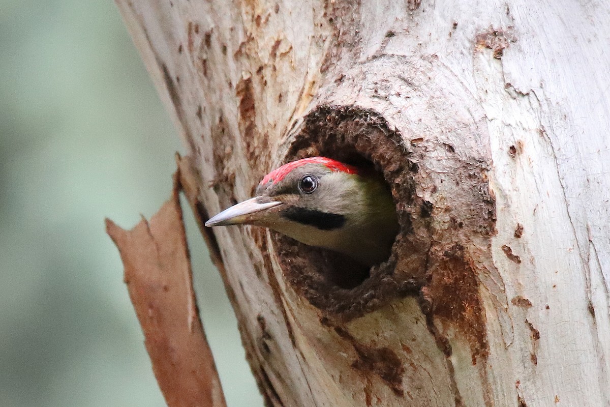 Levaillant's Woodpecker - Peter Zeller