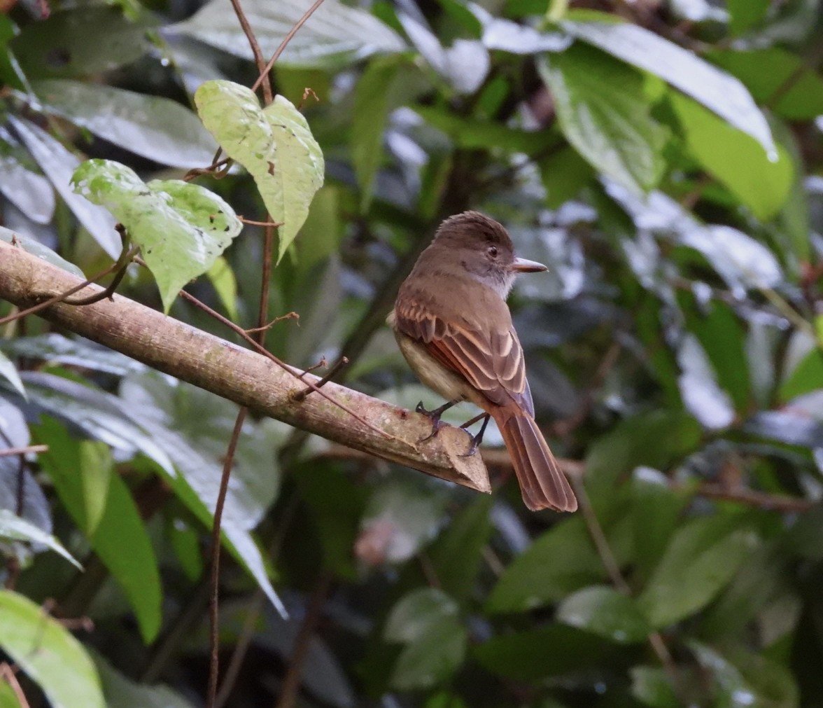 Rufous-tailed Flycatcher - Jean Hampson