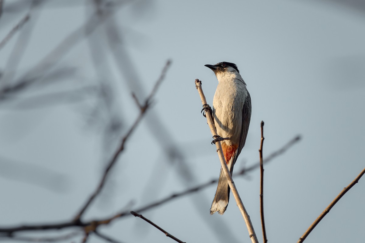 Sooty-headed Bulbul - ML616463815