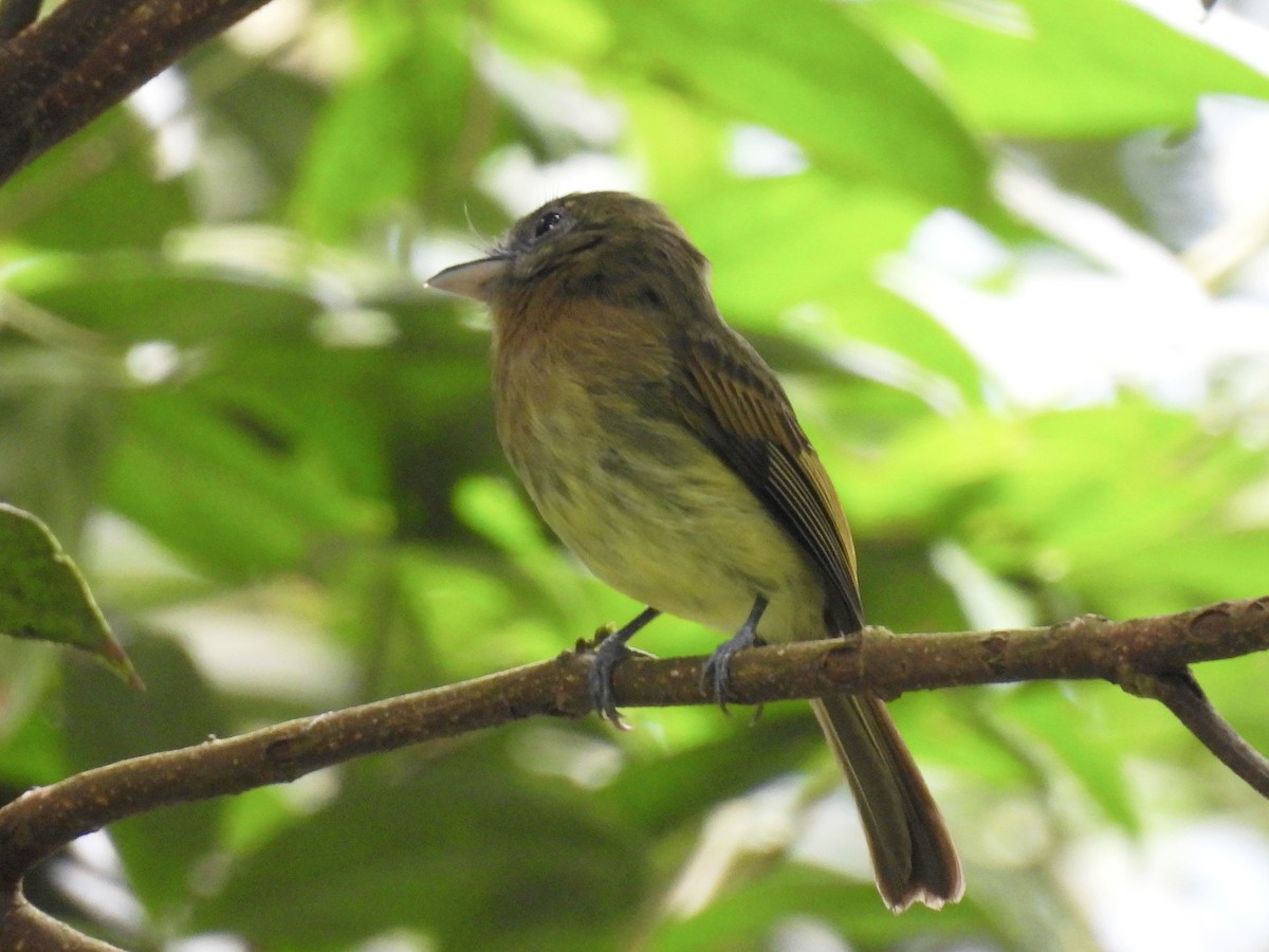 Fulvous-breasted Flatbill - ML616463818