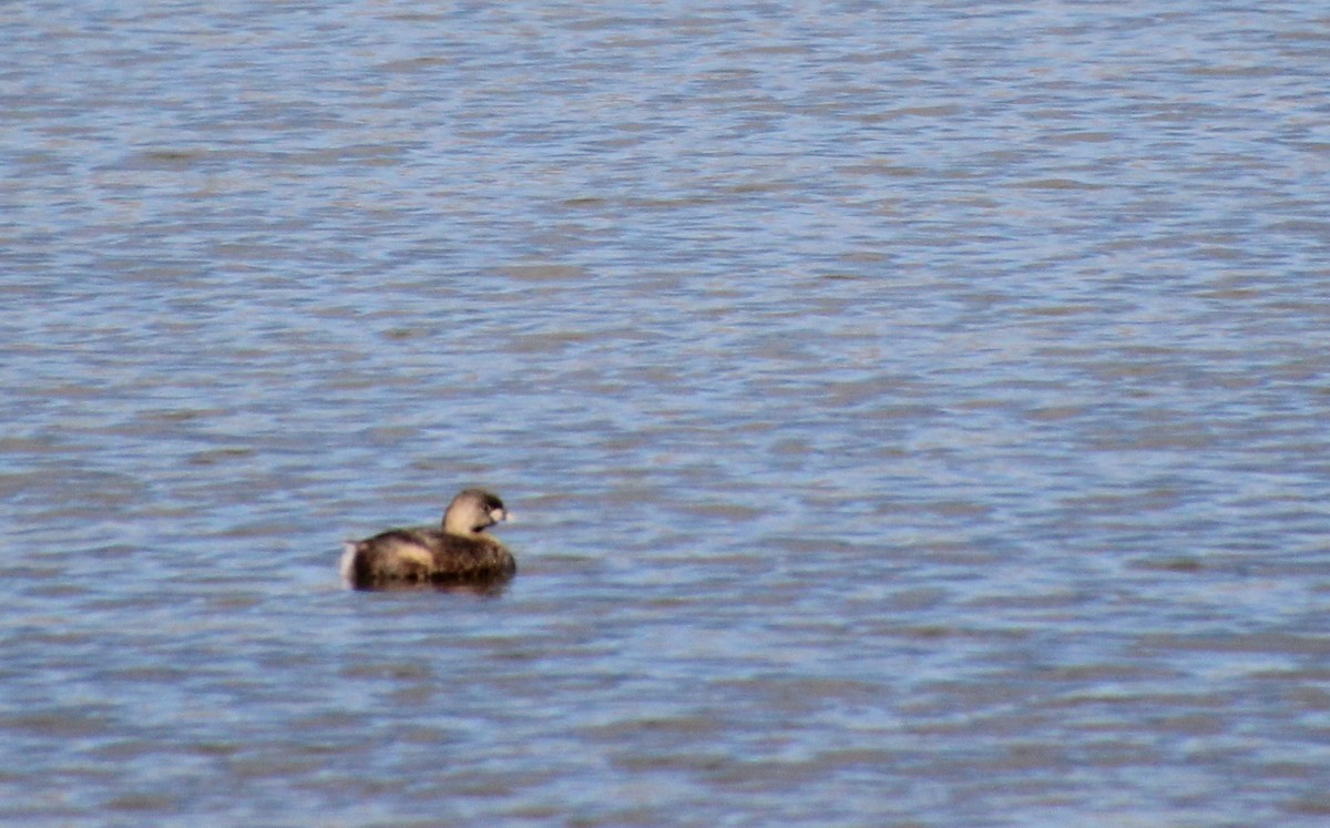 Pied-billed Grebe - Carole Swann