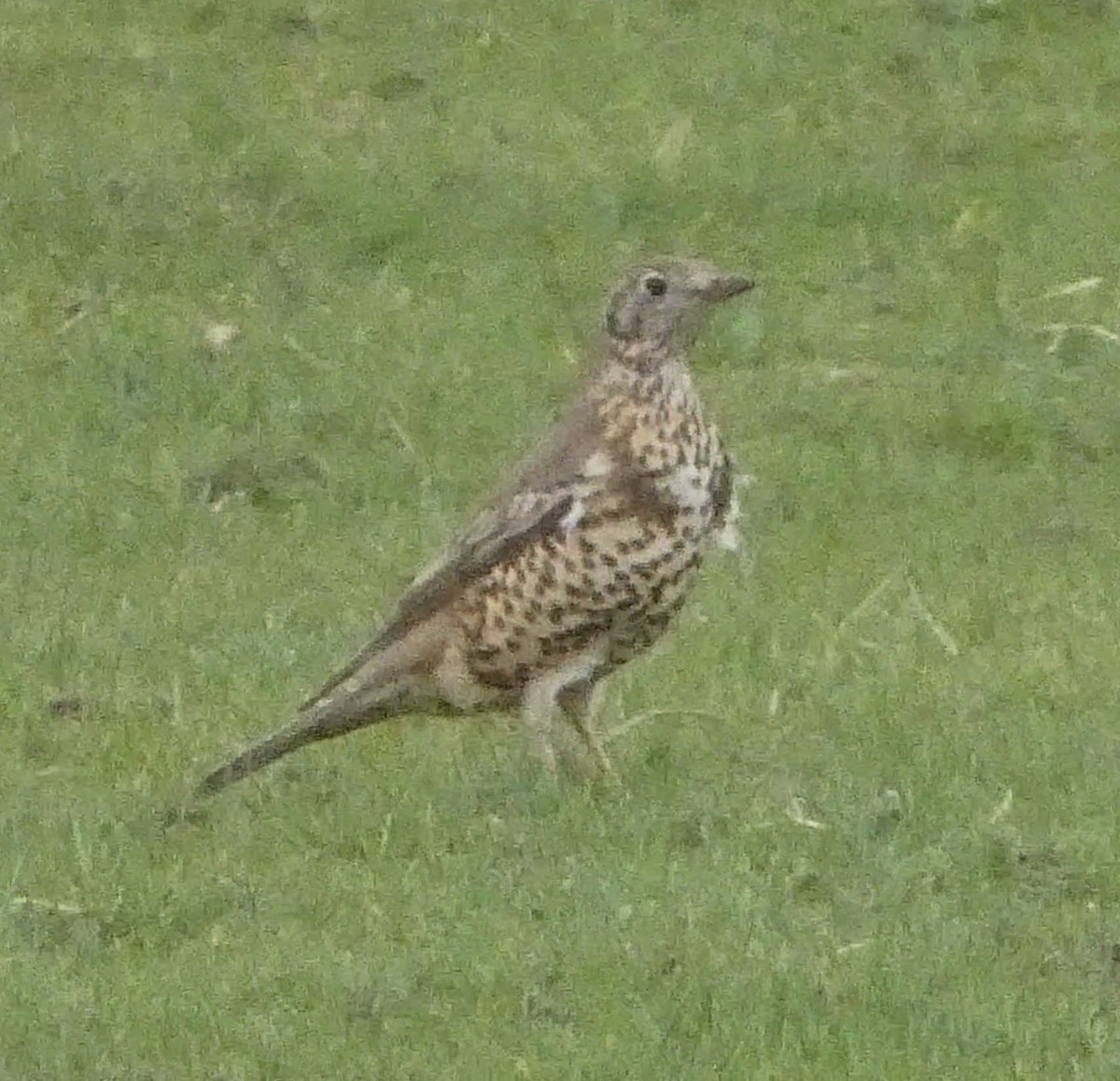 Mistle Thrush - ML616463893