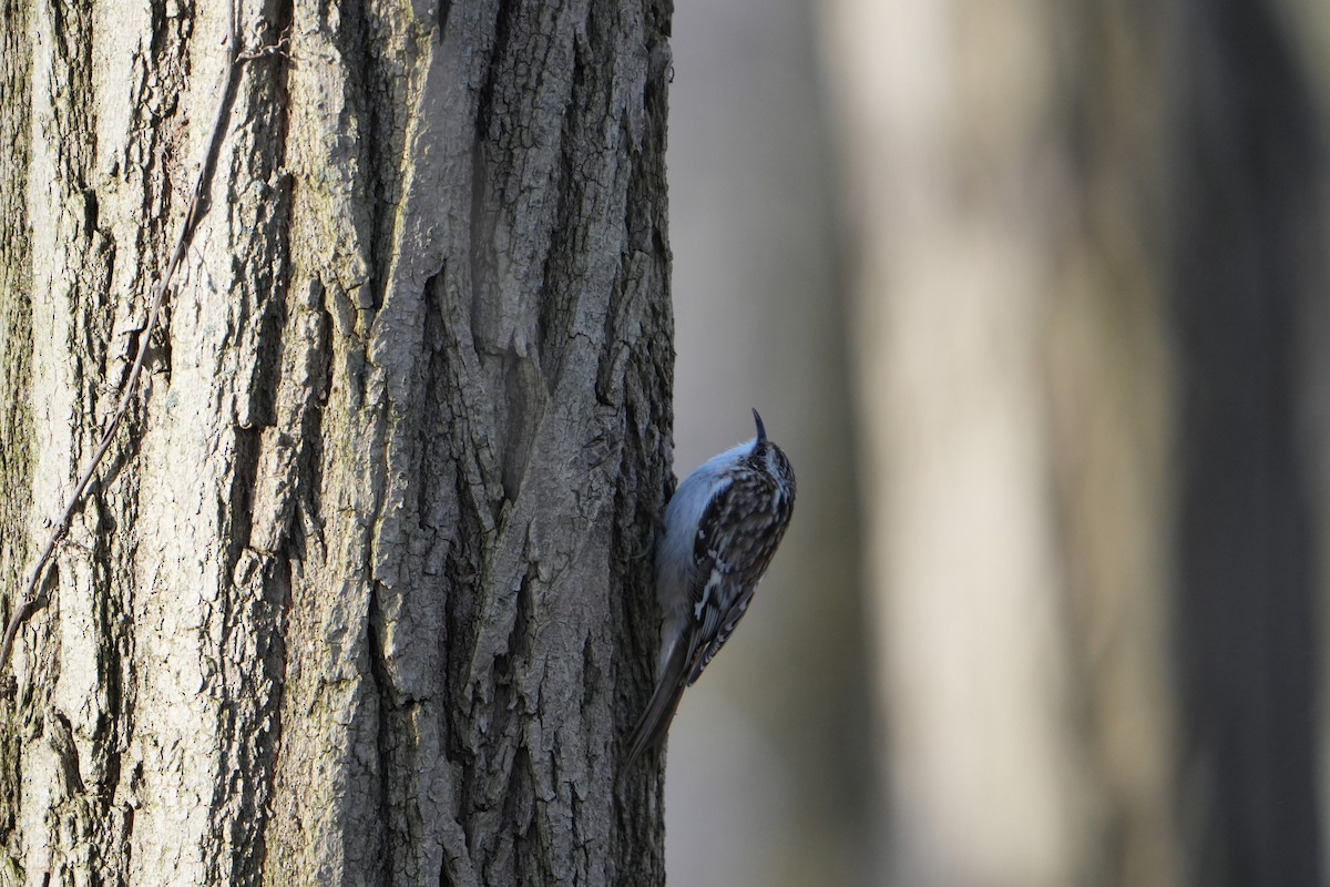 Brown Creeper - ML616463897