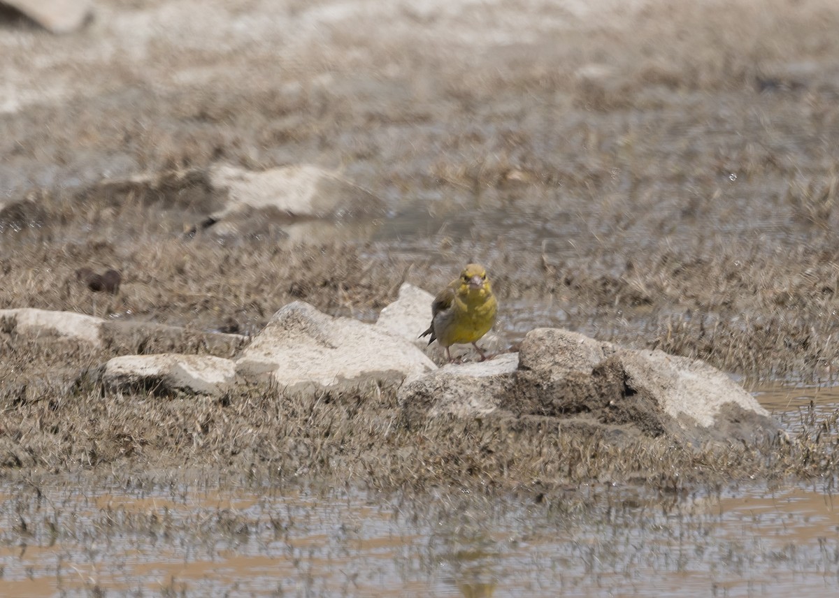 European Greenfinch - Greg Schrader