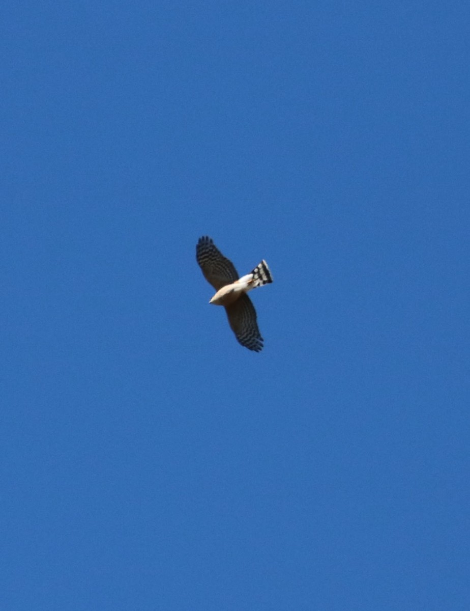 Sharp-shinned Hawk - ML616463927