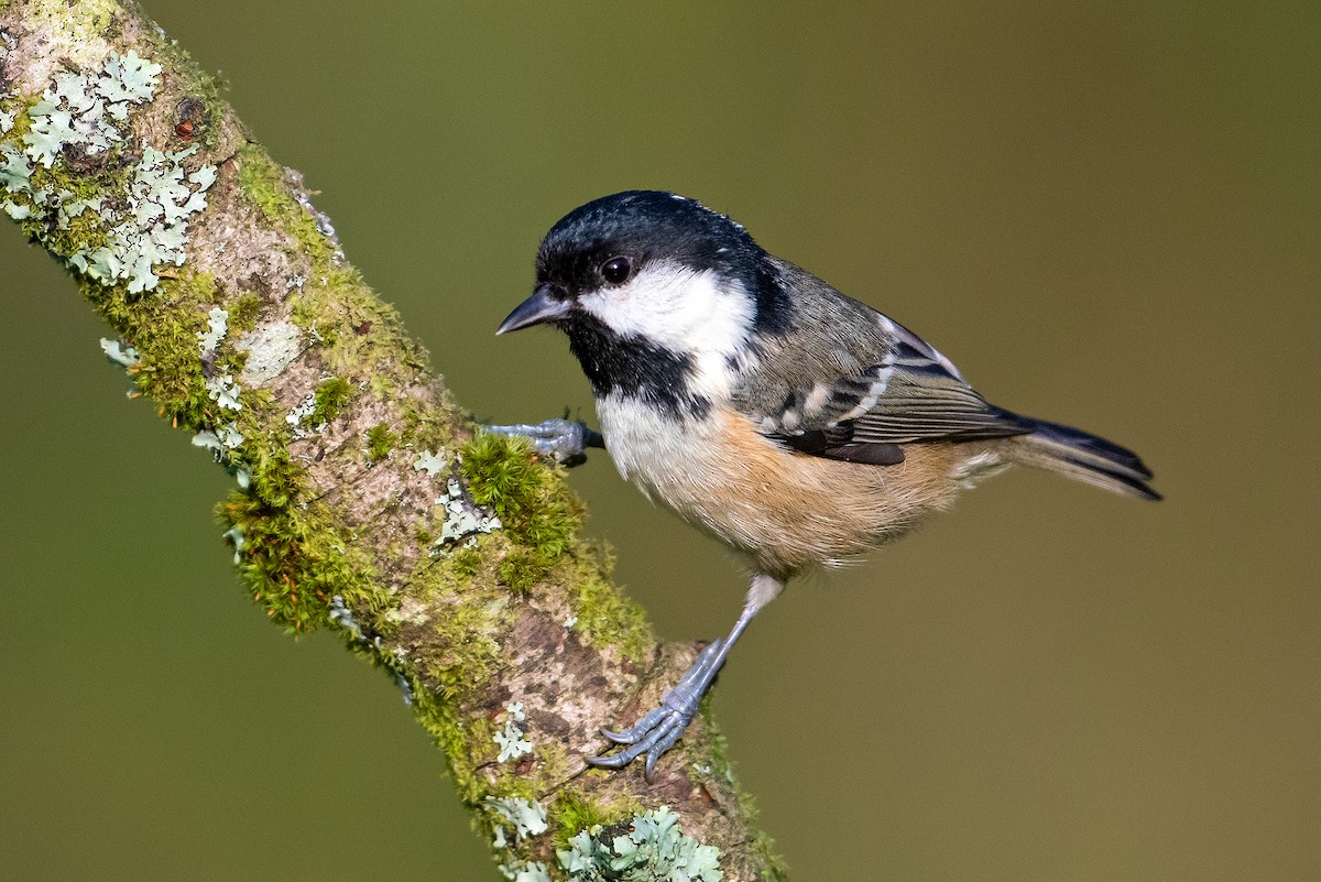 Coal Tit - ML616463928