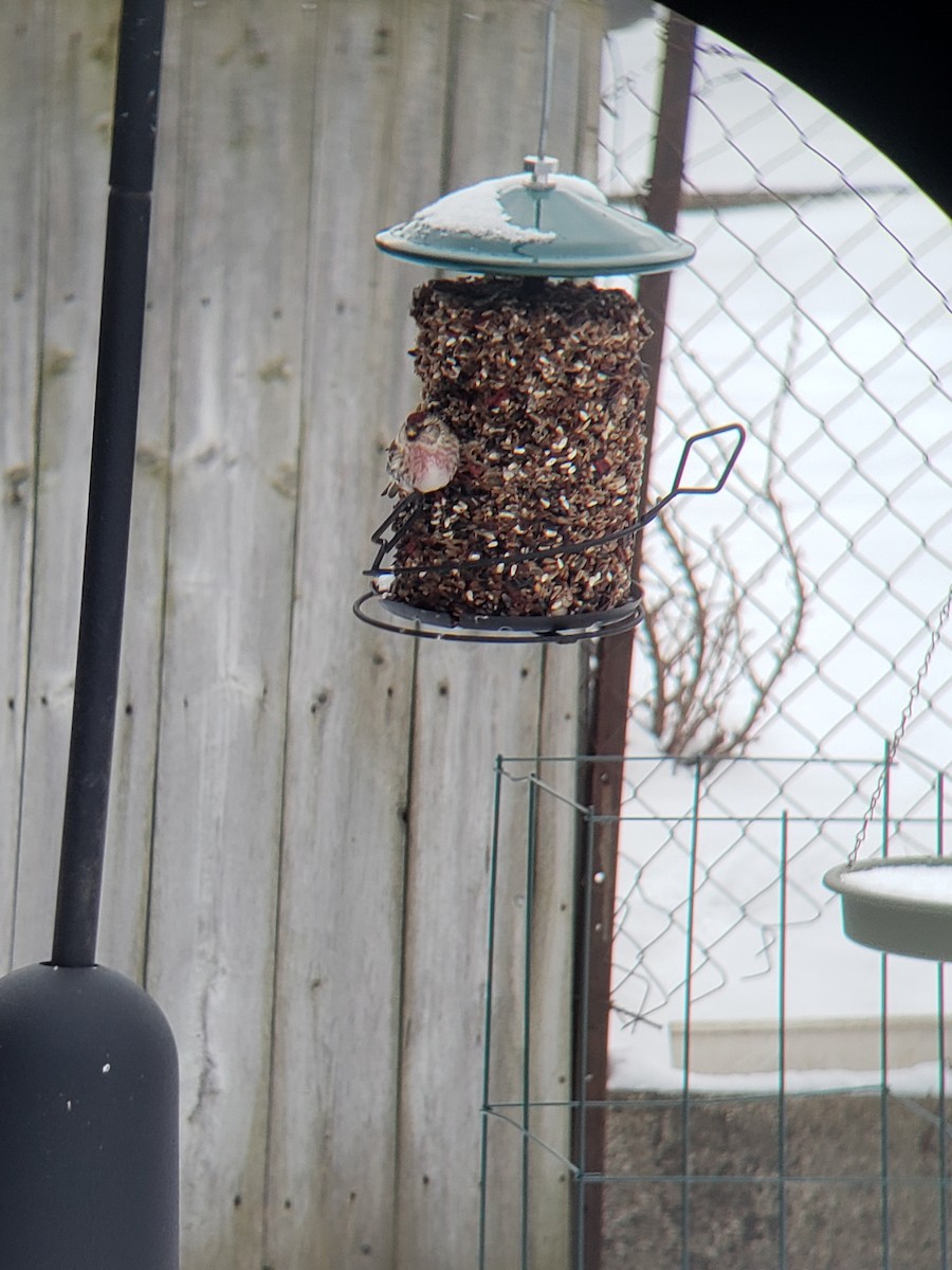 Redpoll (Common) - ML616463990