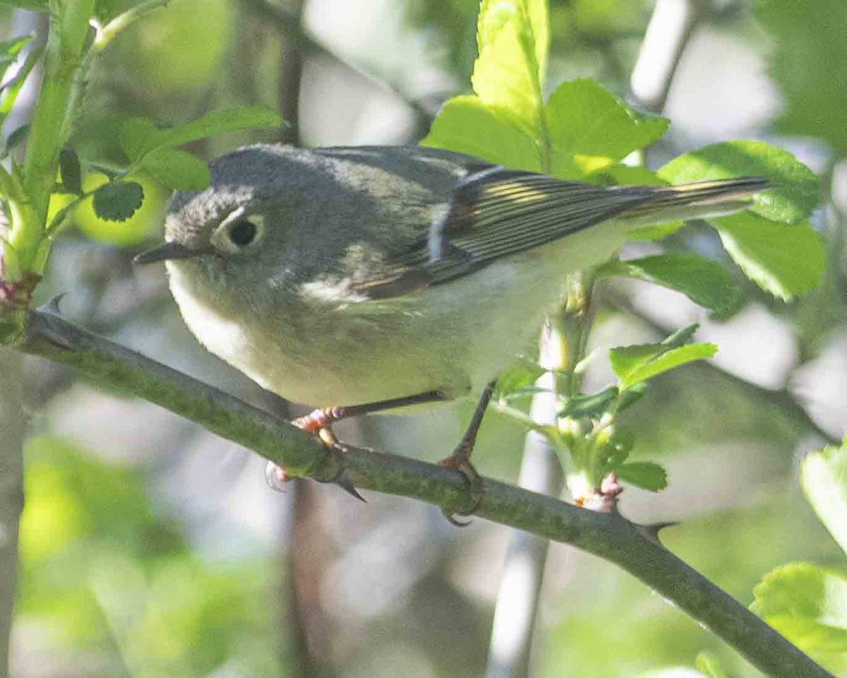 Ruby-crowned Kinglet - ML616464008