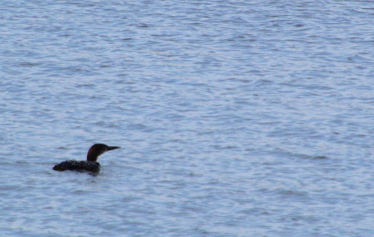 Common Loon - Carole Swann