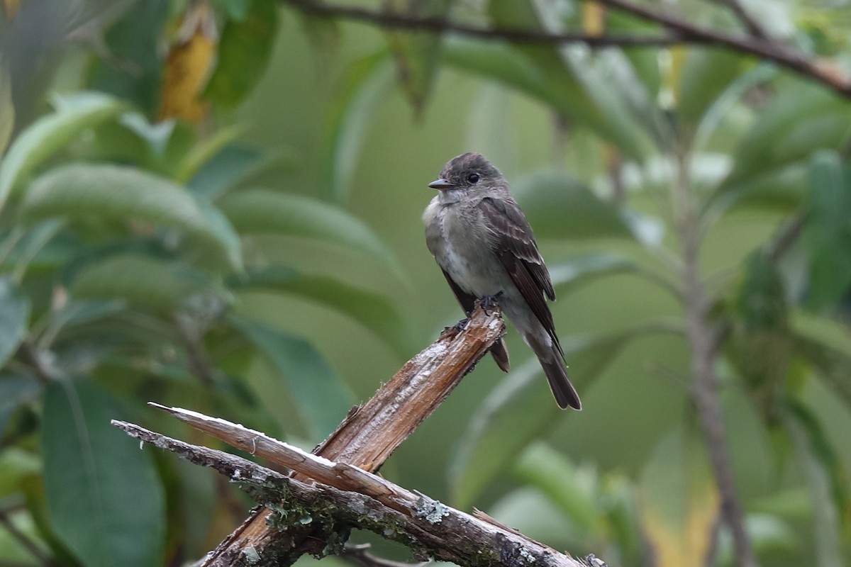 Eastern Wood-Pewee - ML616464130