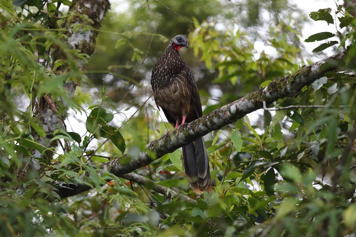 Band-tailed Guan - ML616464149