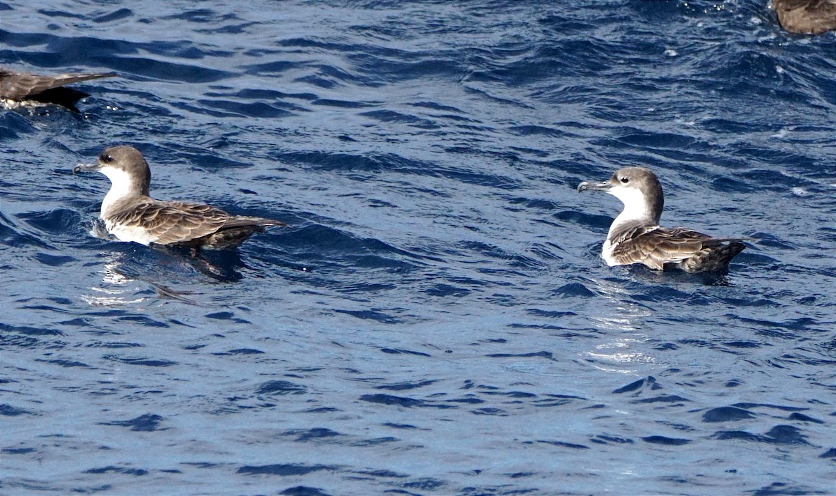 Great Shearwater - ML616464154