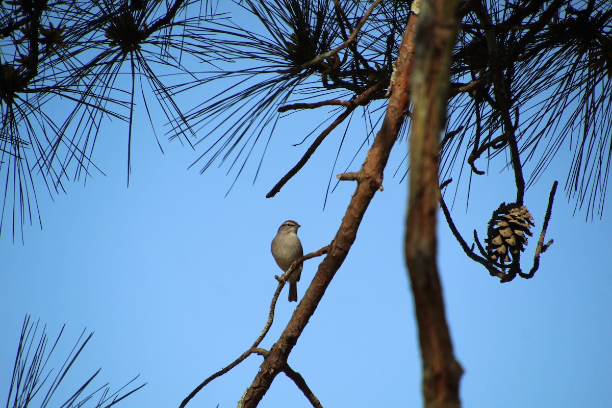 Chipping Sparrow - ML616464161