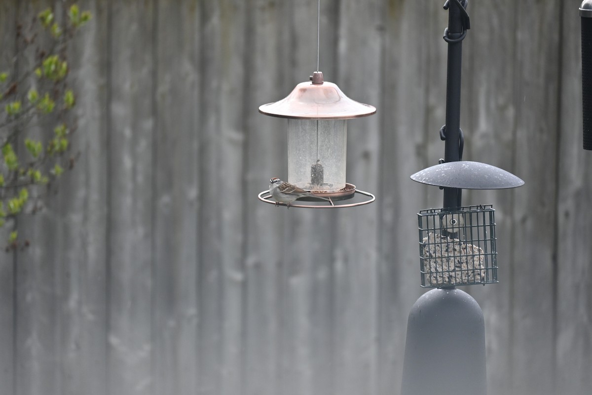 Chipping Sparrow - ML616464165