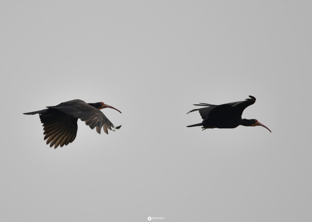 ibis dlouhoocasý - ML616464200