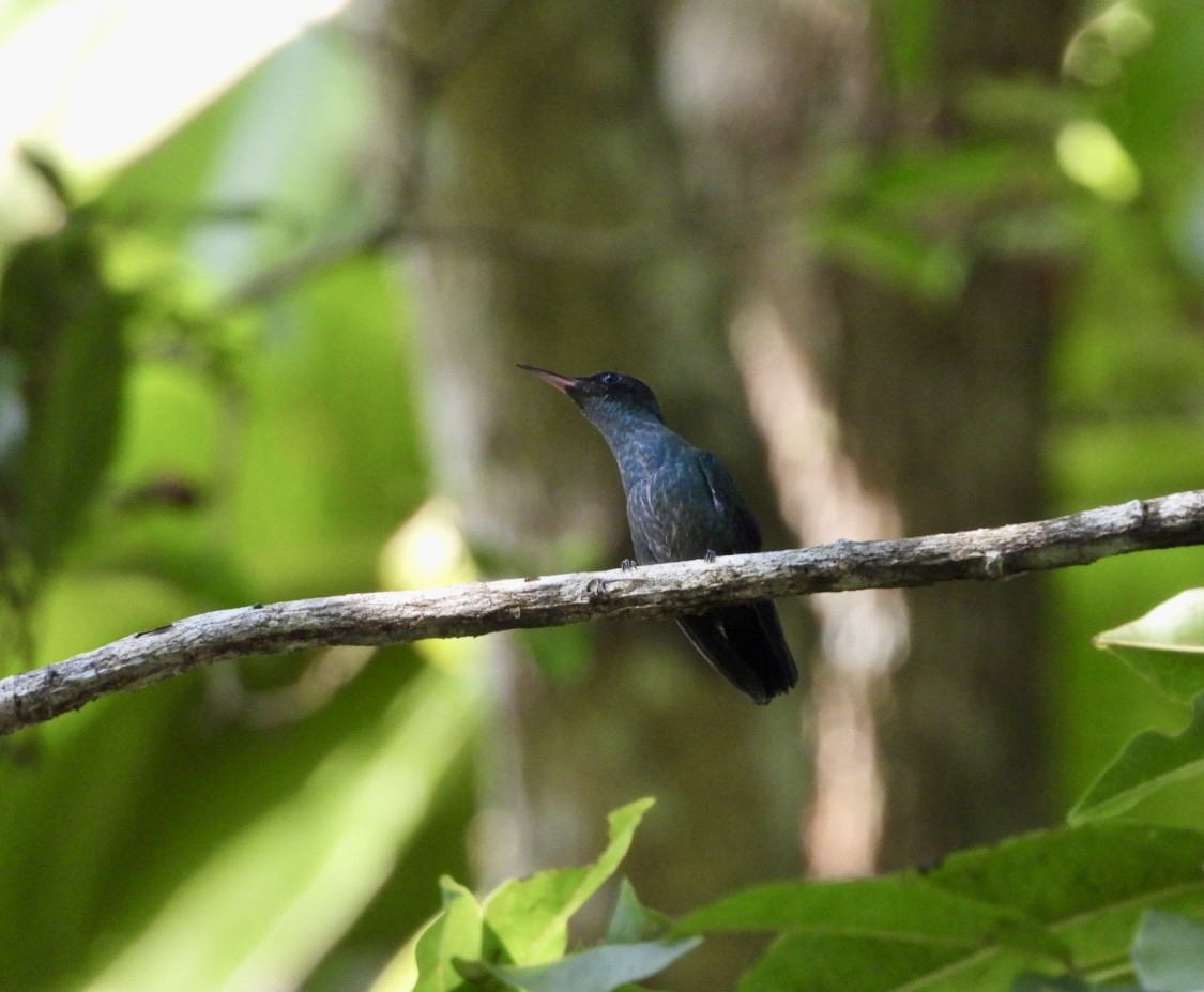 Colibri à bec noir - ML616464244