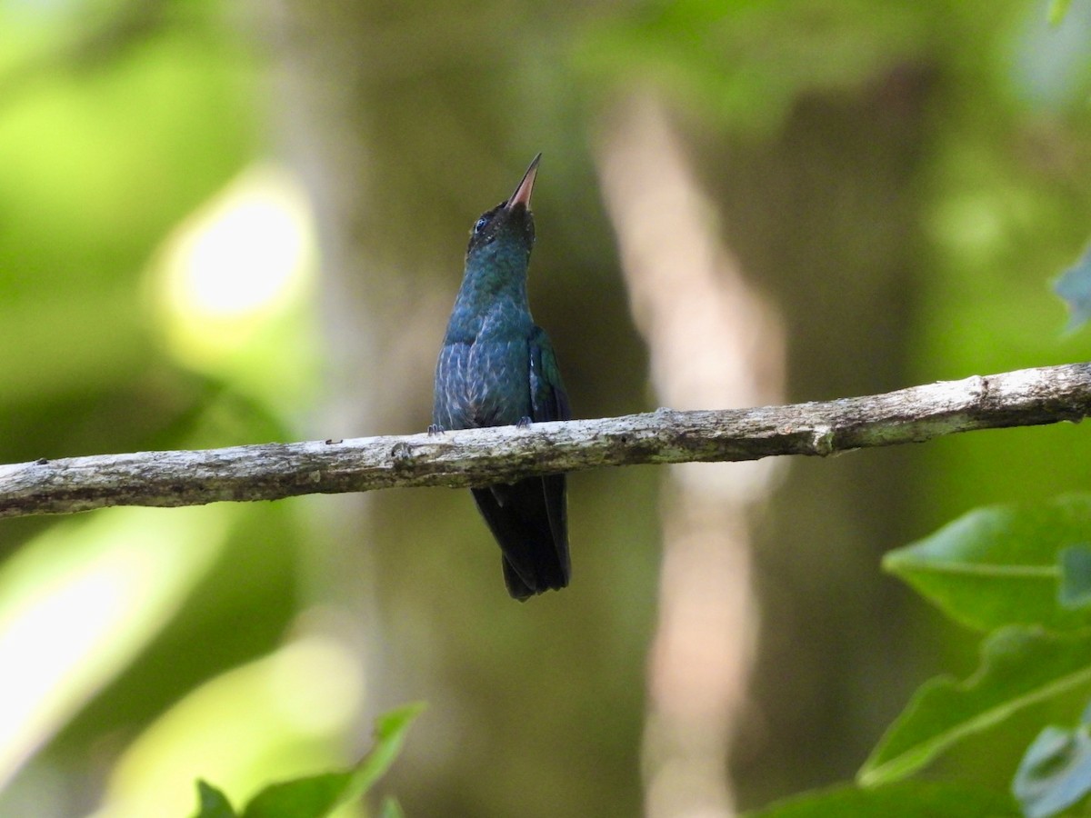 Black-billed Streamertail - Jean Hampson