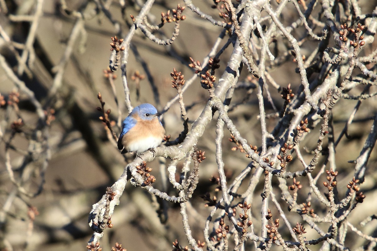 Eastern Bluebird - ML616464247