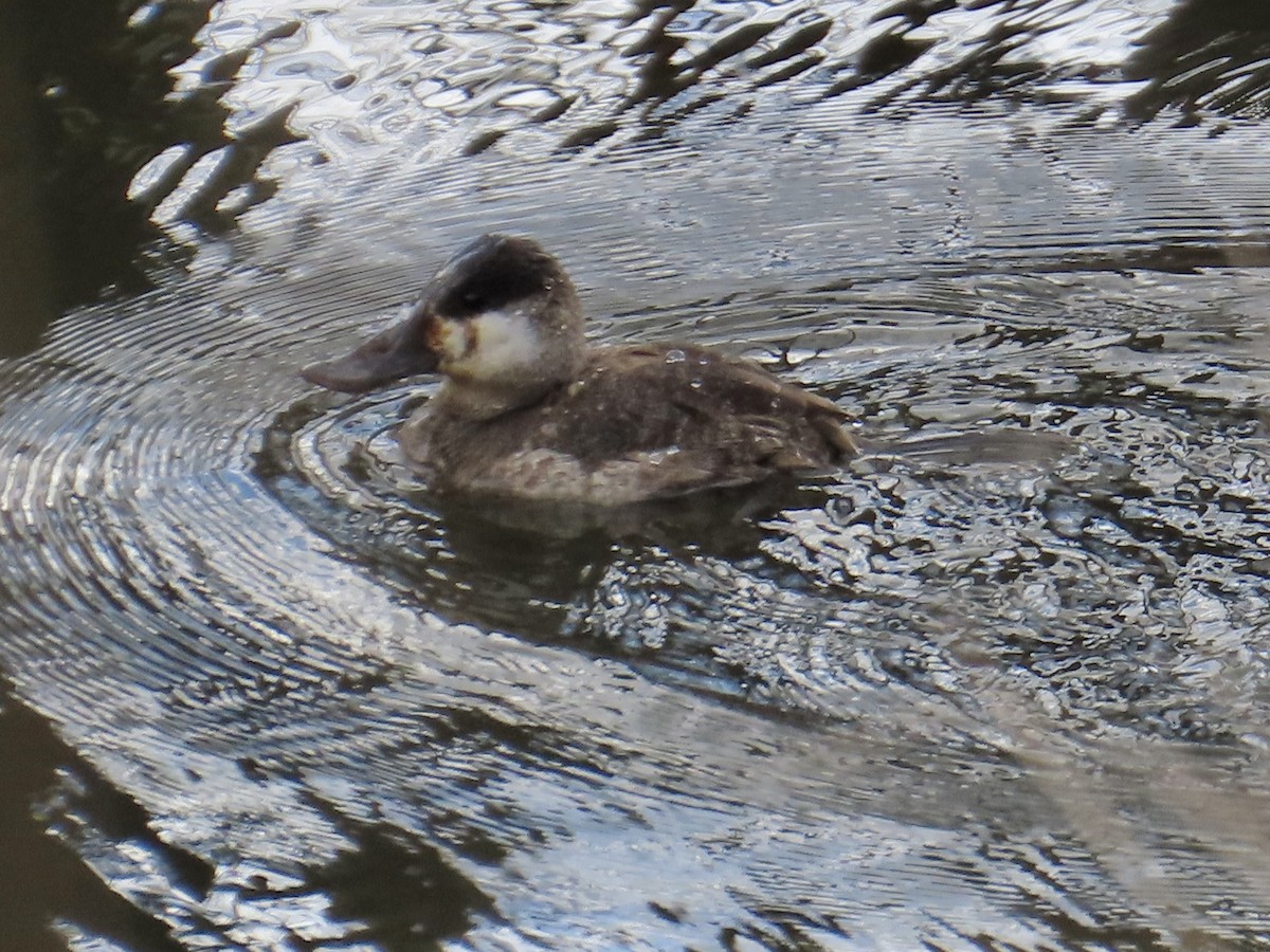 Ruddy Duck - ML616464274