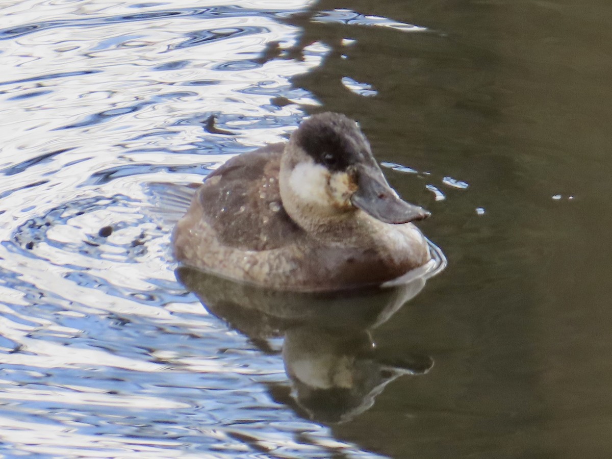 Ruddy Duck - Angela Romanczuk