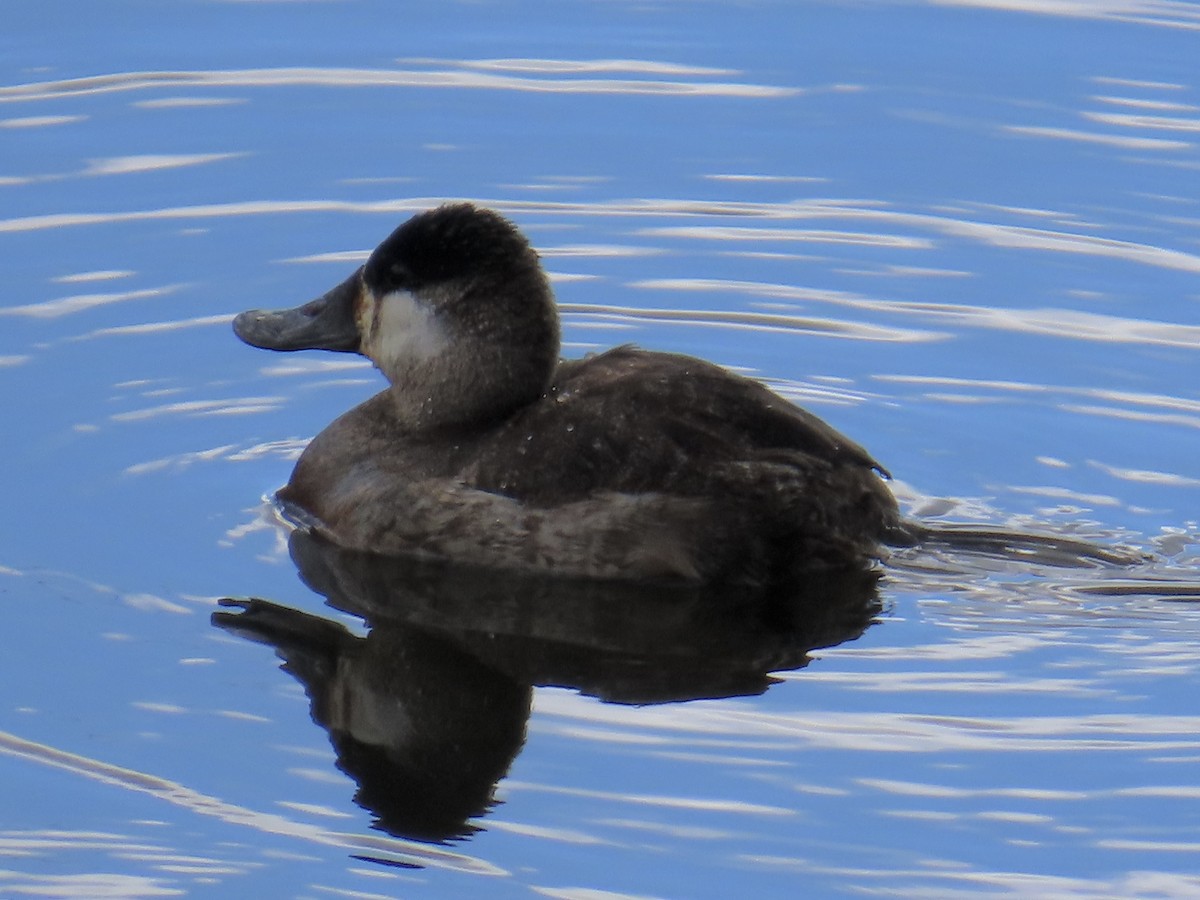 Ruddy Duck - ML616464276