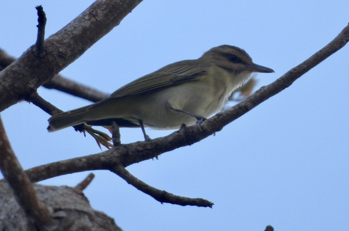 Black-whiskered Vireo - ML616464294