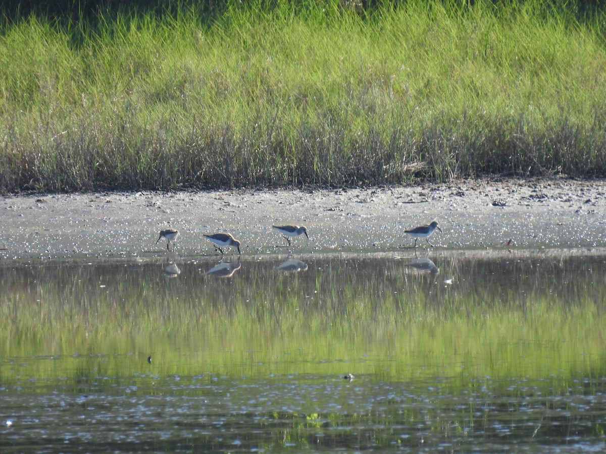 Dunlin - ML616464297