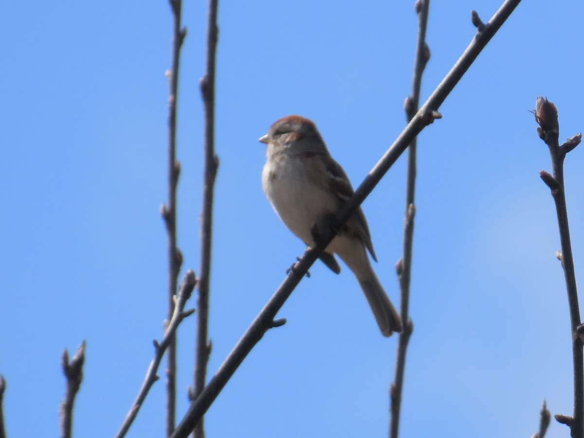 American Tree Sparrow - ML616464303