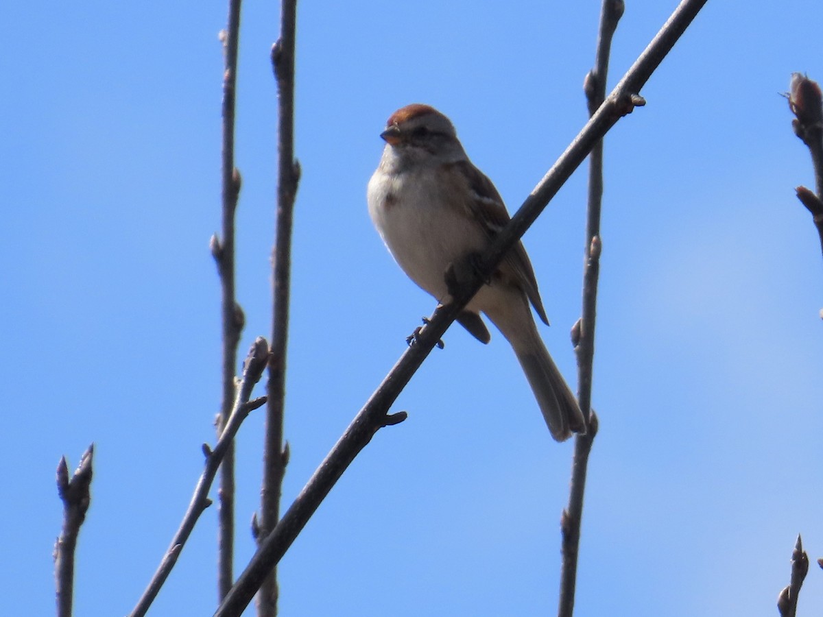 American Tree Sparrow - ML616464304