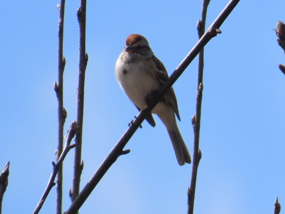 American Tree Sparrow - ML616464305